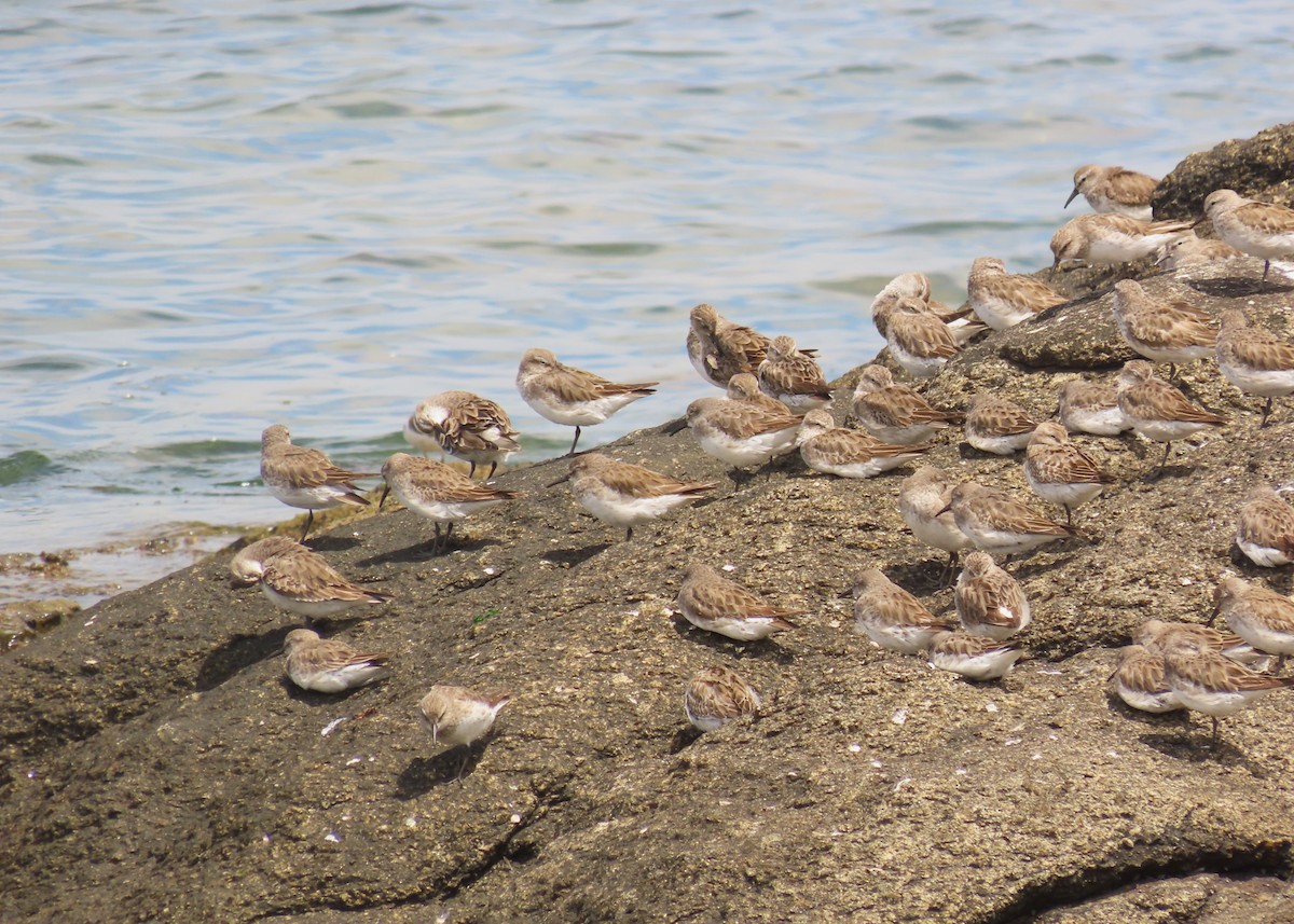 Gambecchio di Bonaparte - ML646422556