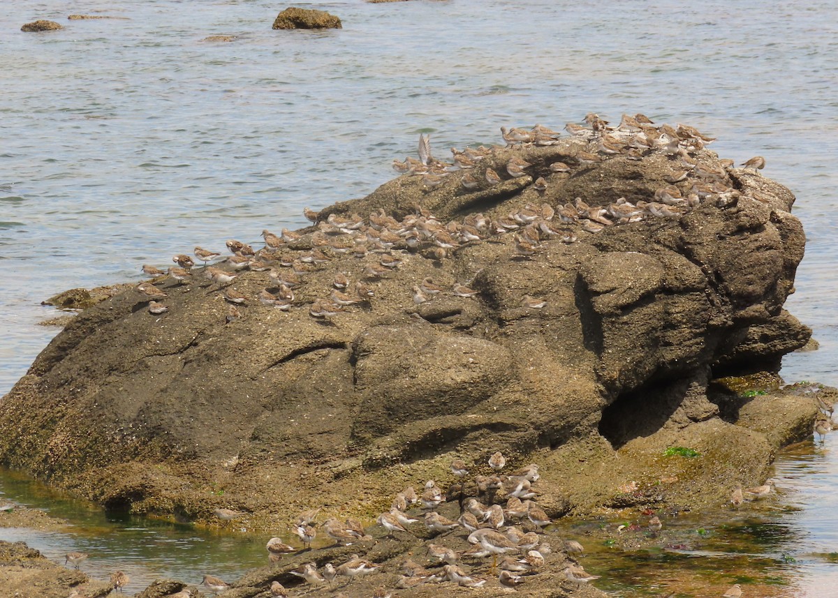 Gambecchio di Bonaparte - ML646422557