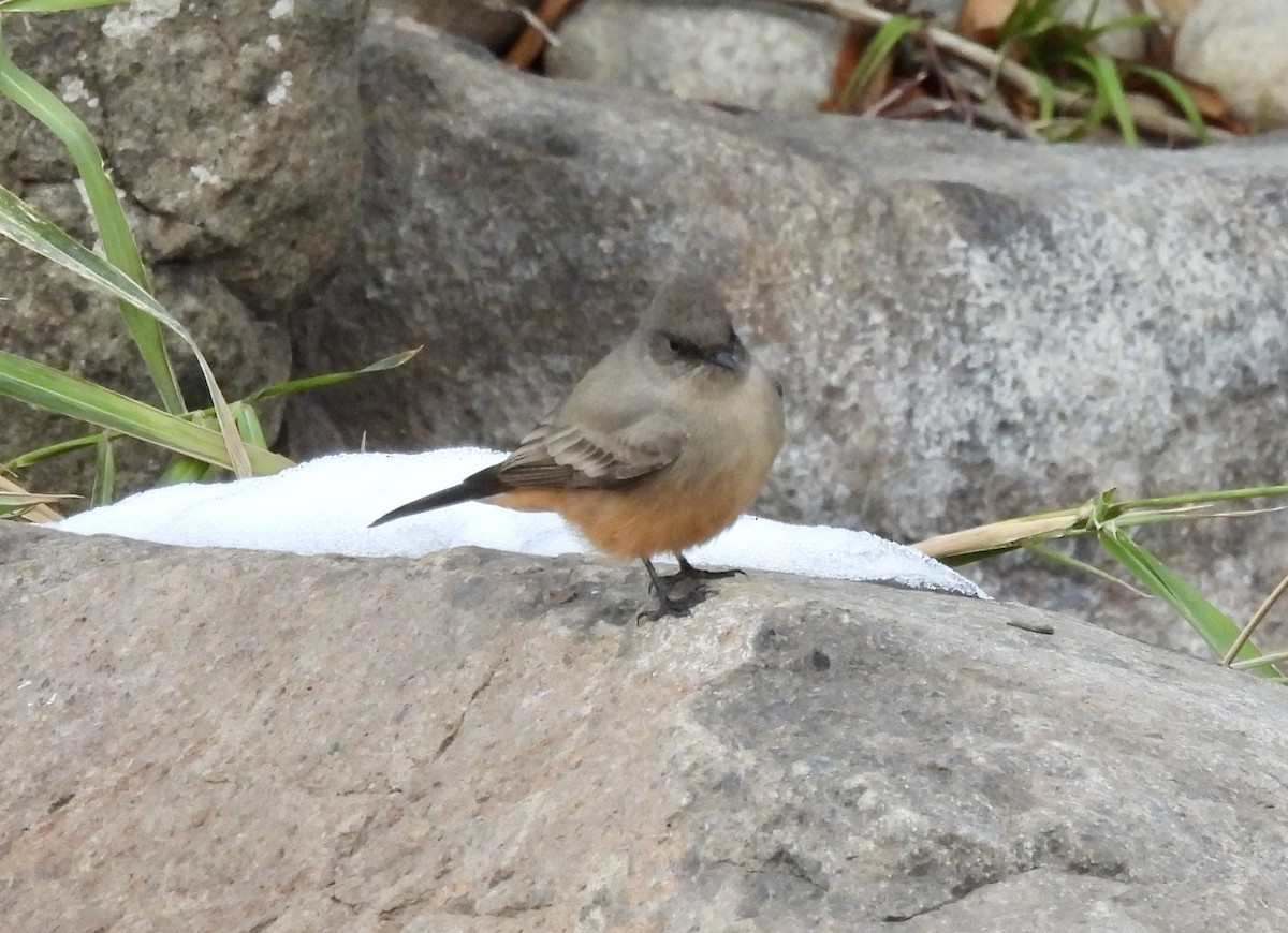 Say's Phoebe - ML646422559