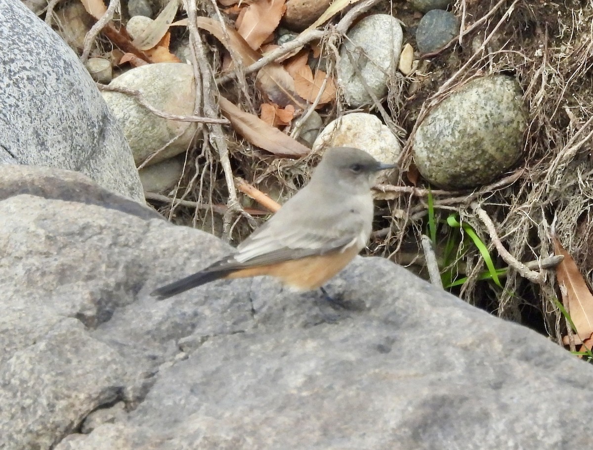 Say's Phoebe - ML646422560