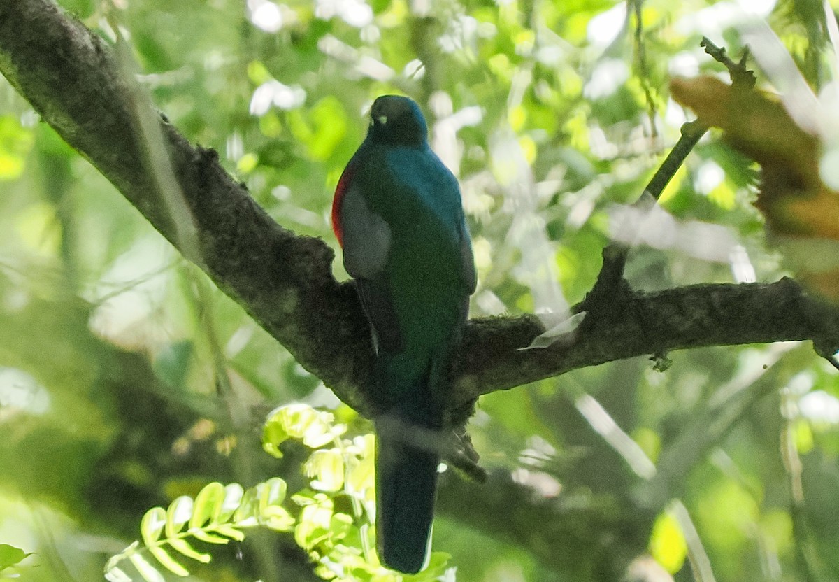 Narina Trogon - ML646422561