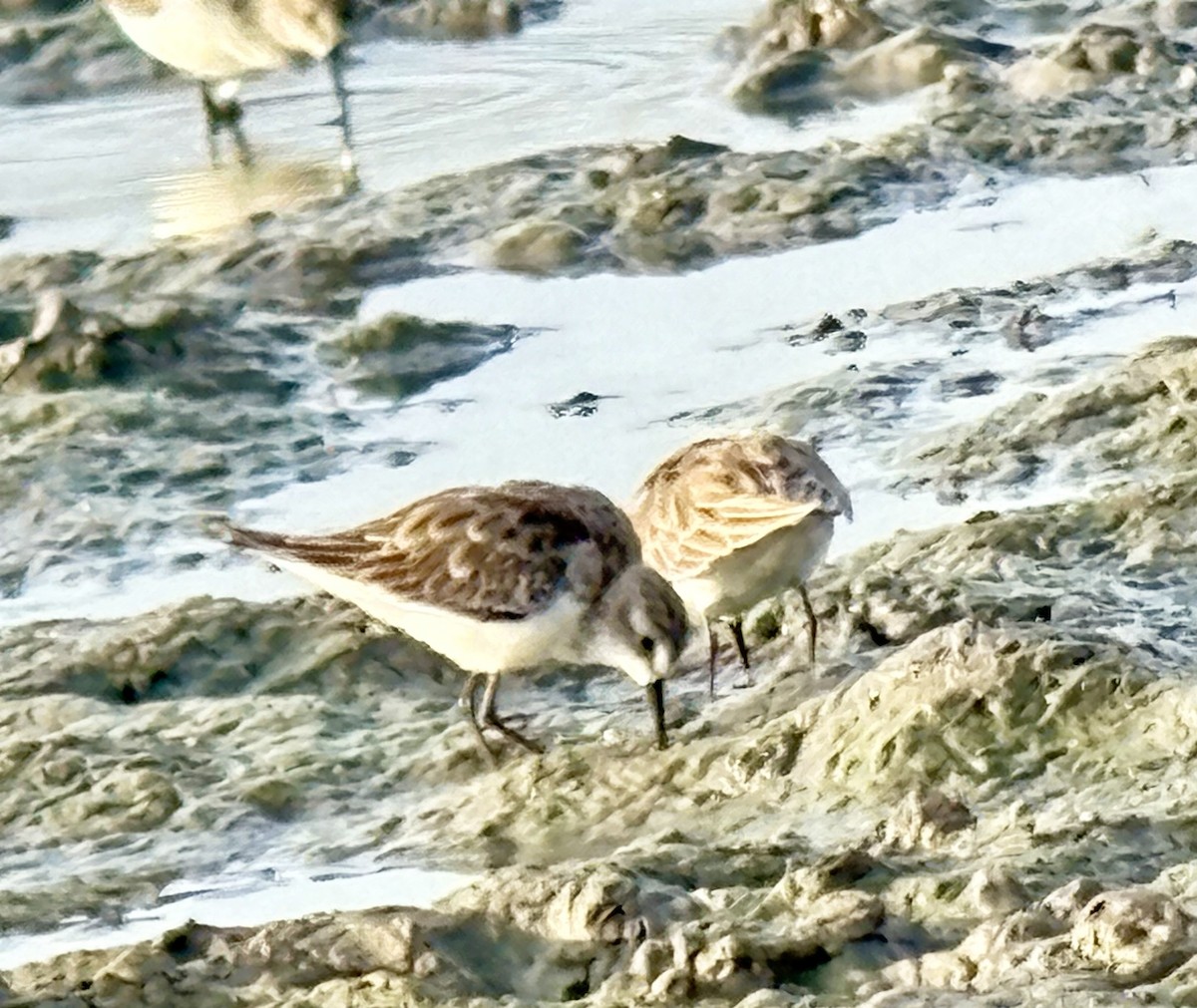 Little Stint - ML646422562