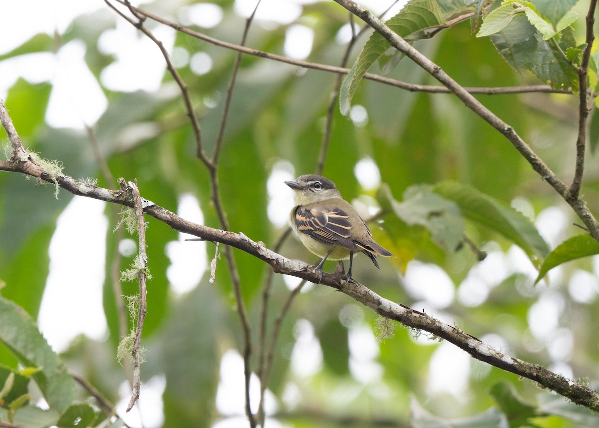 Weißbindenbekarde - ML646422563