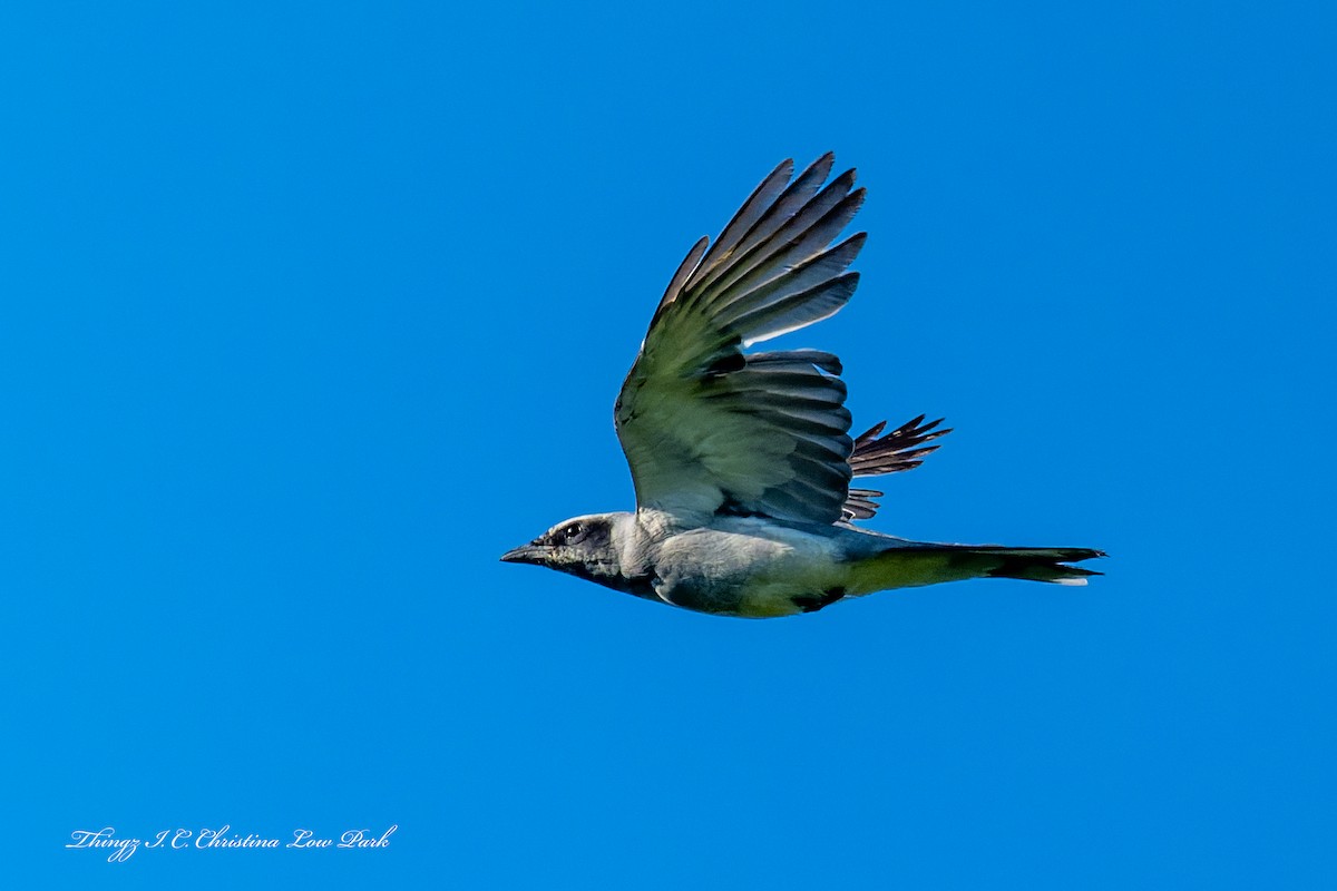 Black-faced Cuckooshrike - ML646422565