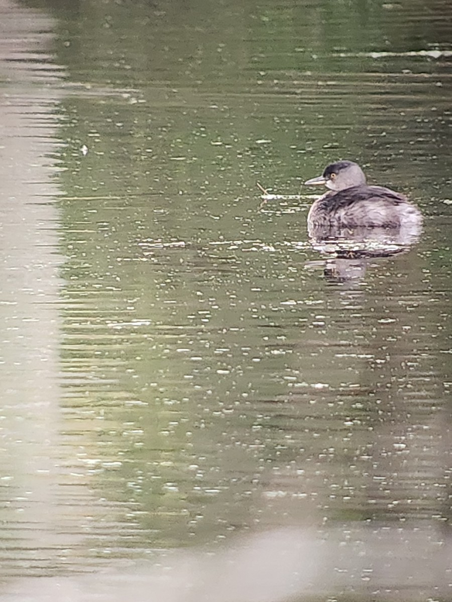 Least Grebe - ML646422569