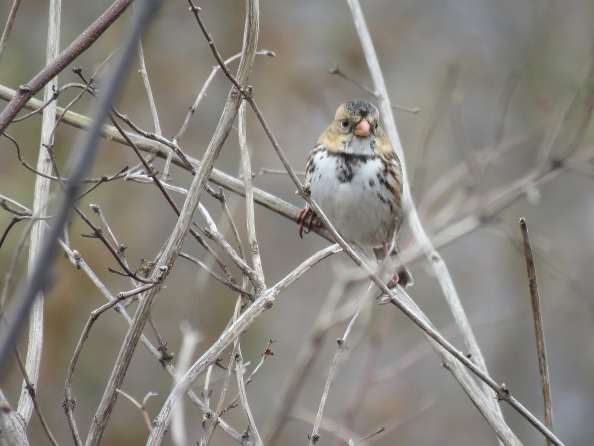 カオグロシトド - ML646422571