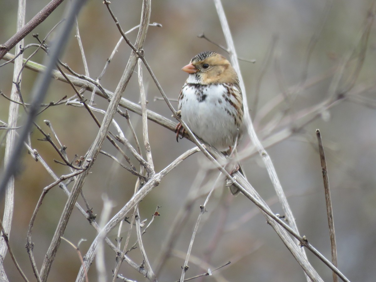 カオグロシトド - ML646422572