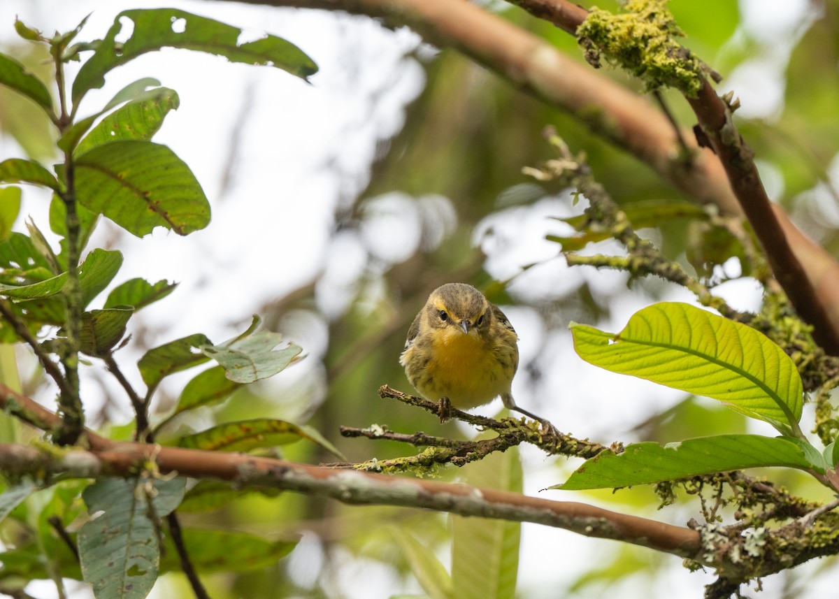 Fichtenwaldsänger - ML646422573