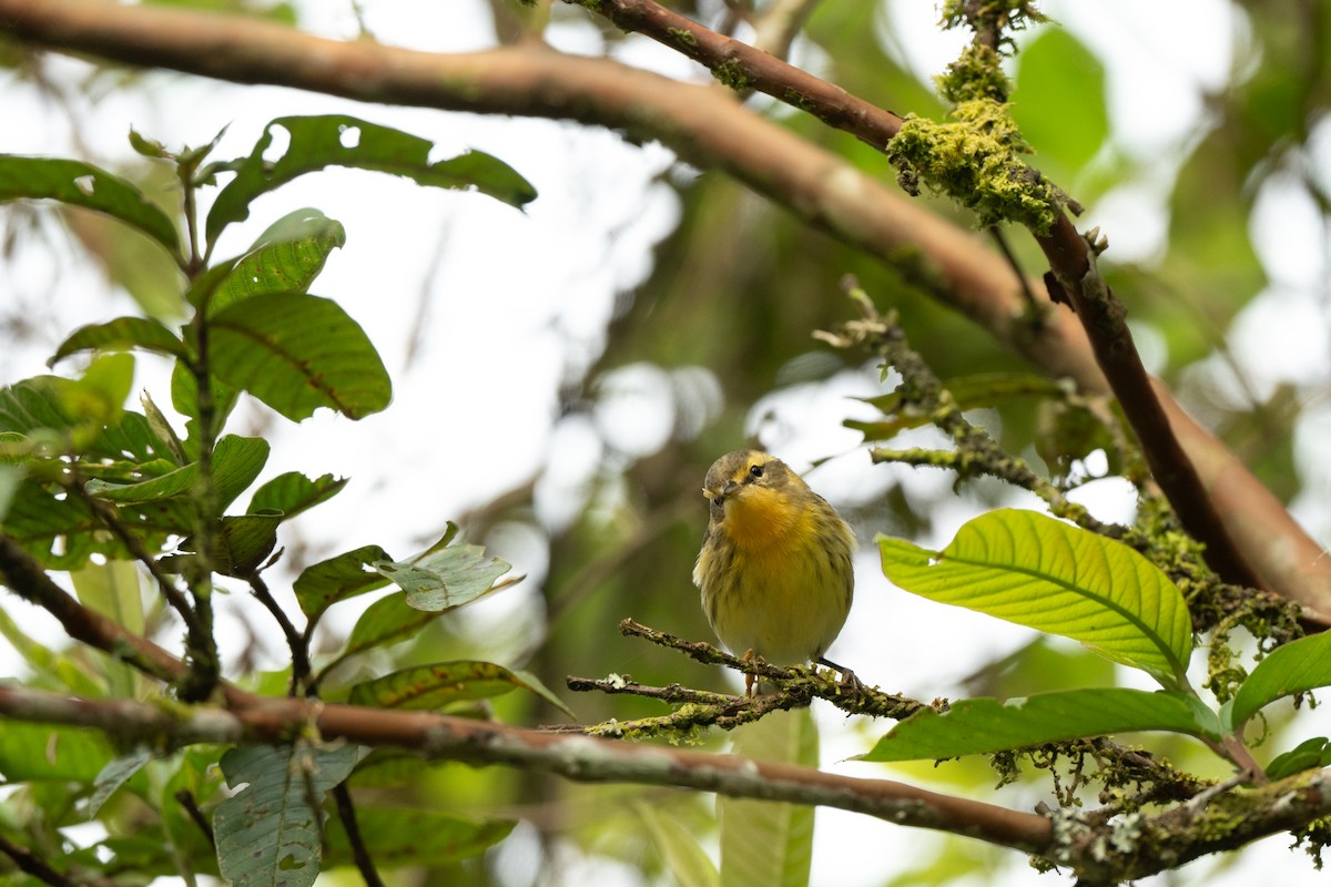 Fichtenwaldsänger - ML646422574