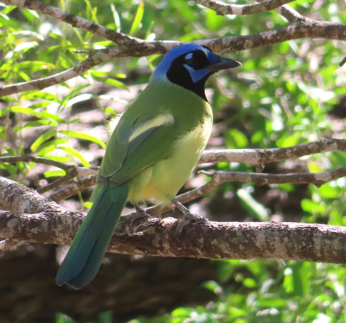 Green Jay - ML646422575