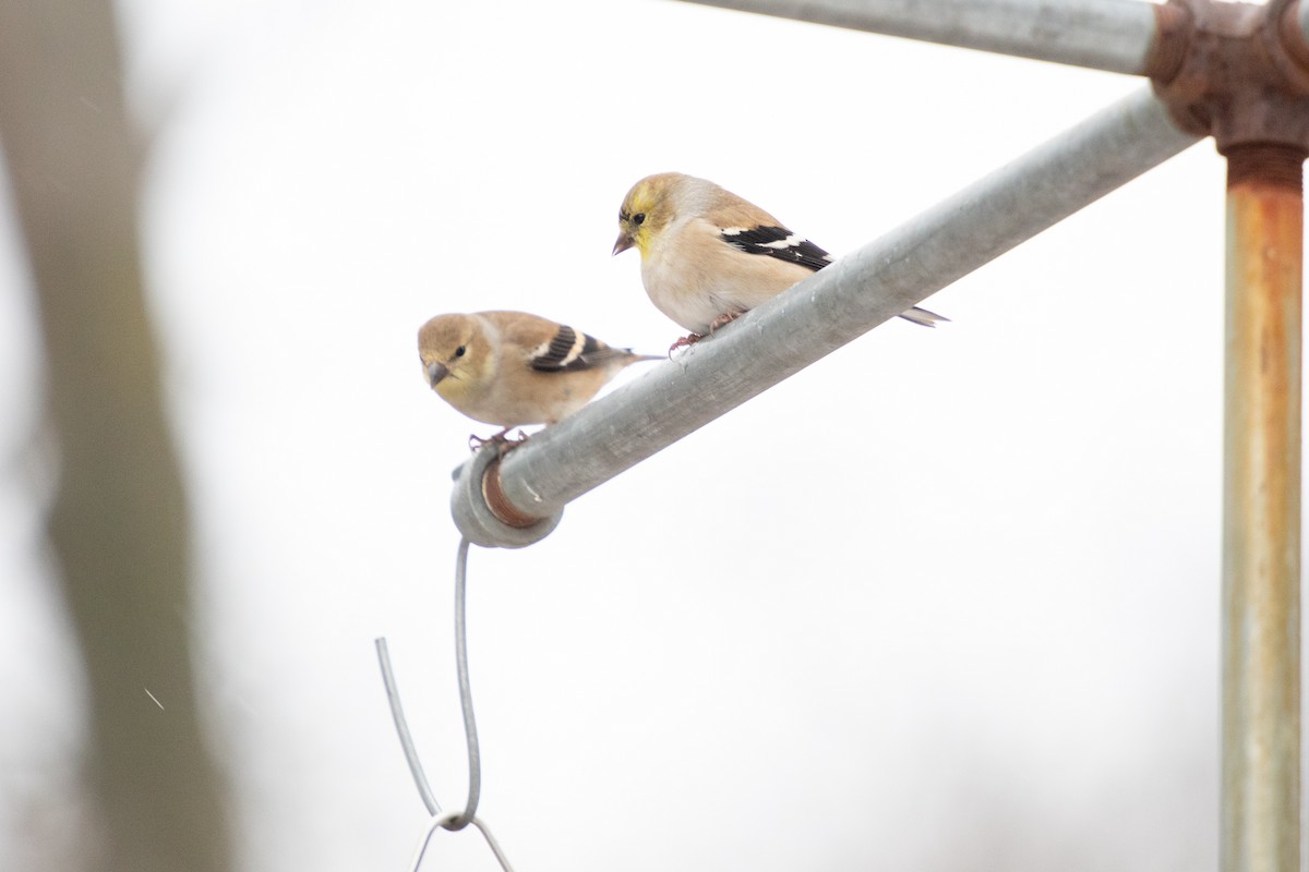 Altın İskete - ML646422582