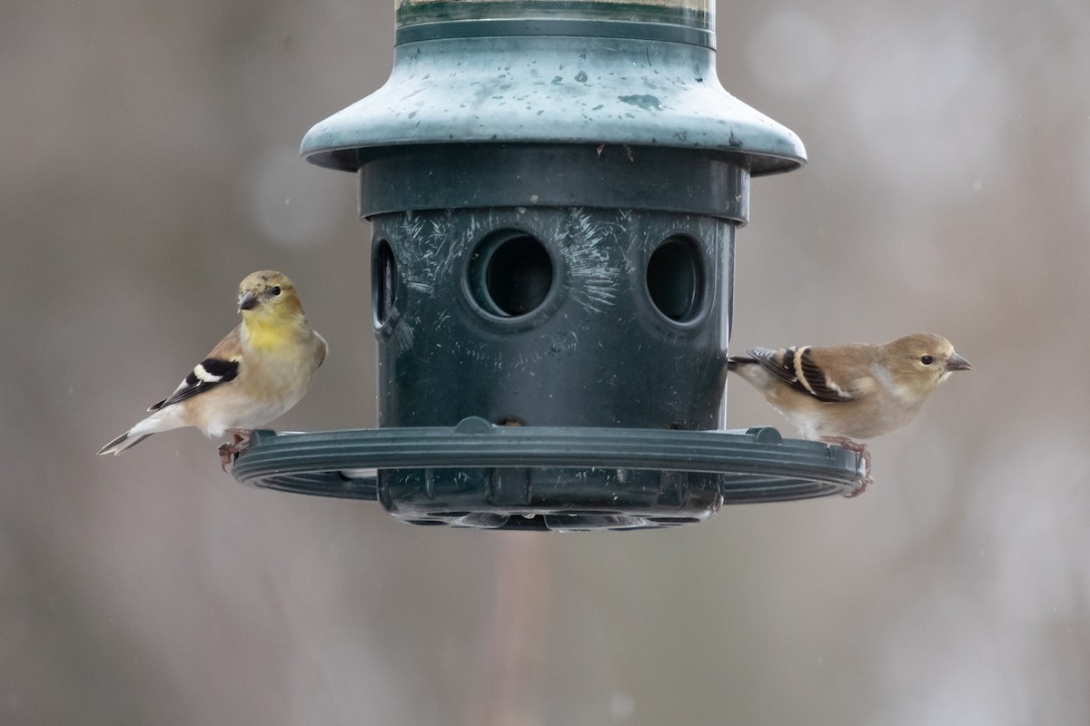 Altın İskete - ML646422583