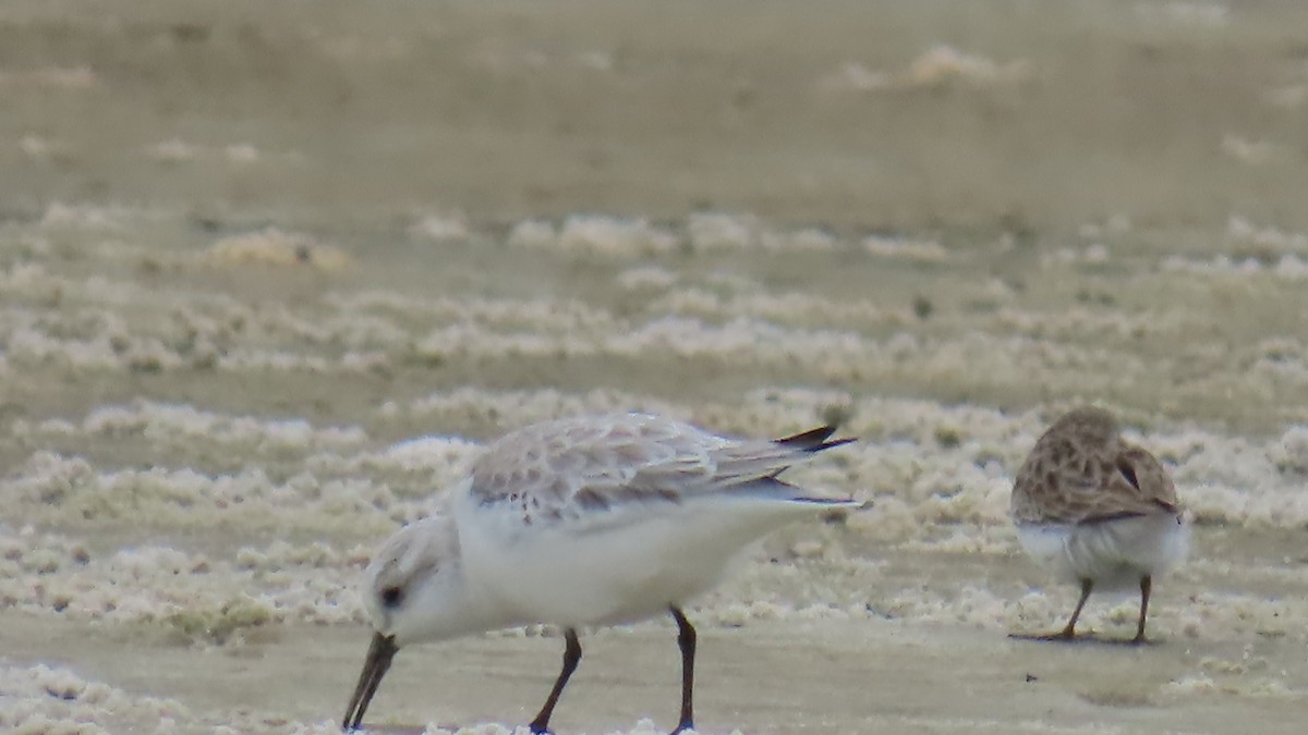 חופית לבנה - ML646422585