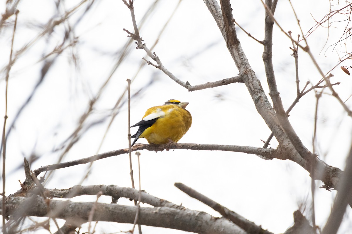 Evening Grosbeak - ML646422586