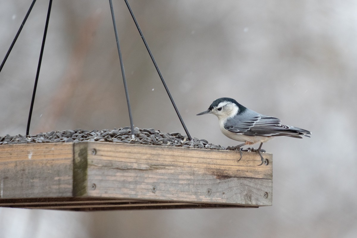 White-breasted Nuthatch - ML646422587