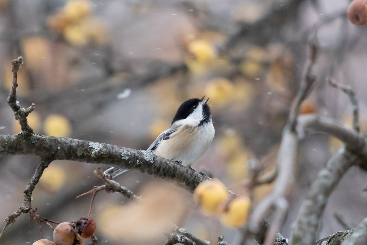 Black-capped Chickadee - ML646422591