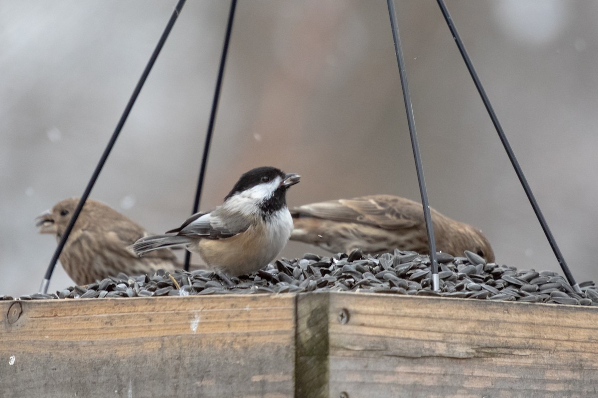Black-capped Chickadee - ML646422592