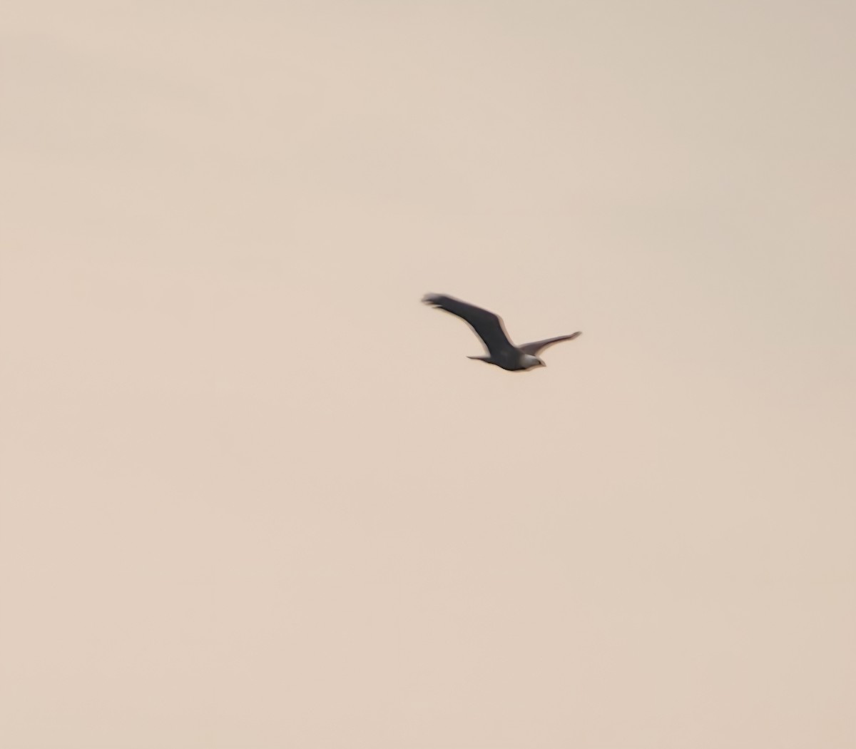 Bald Eagle - ML646422593