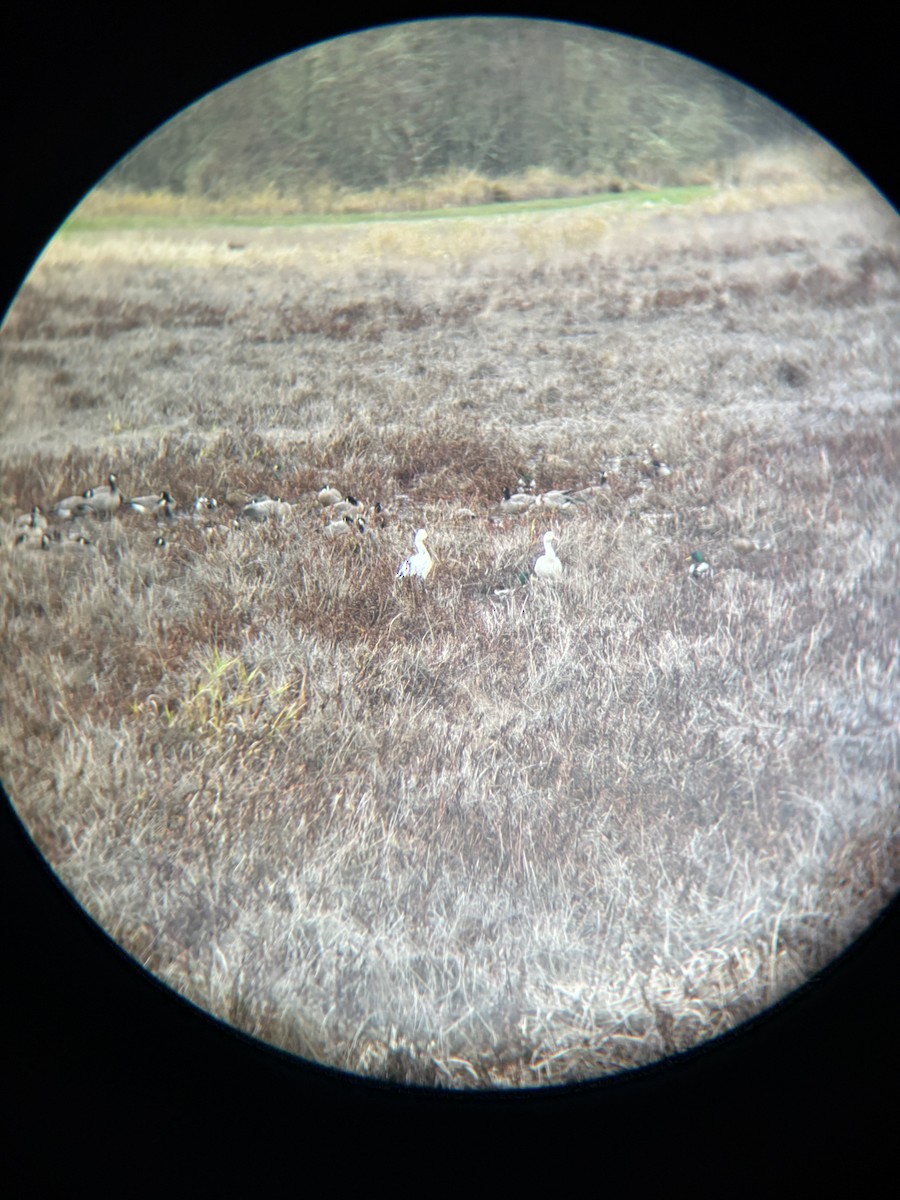 Snow Goose - ML646422596