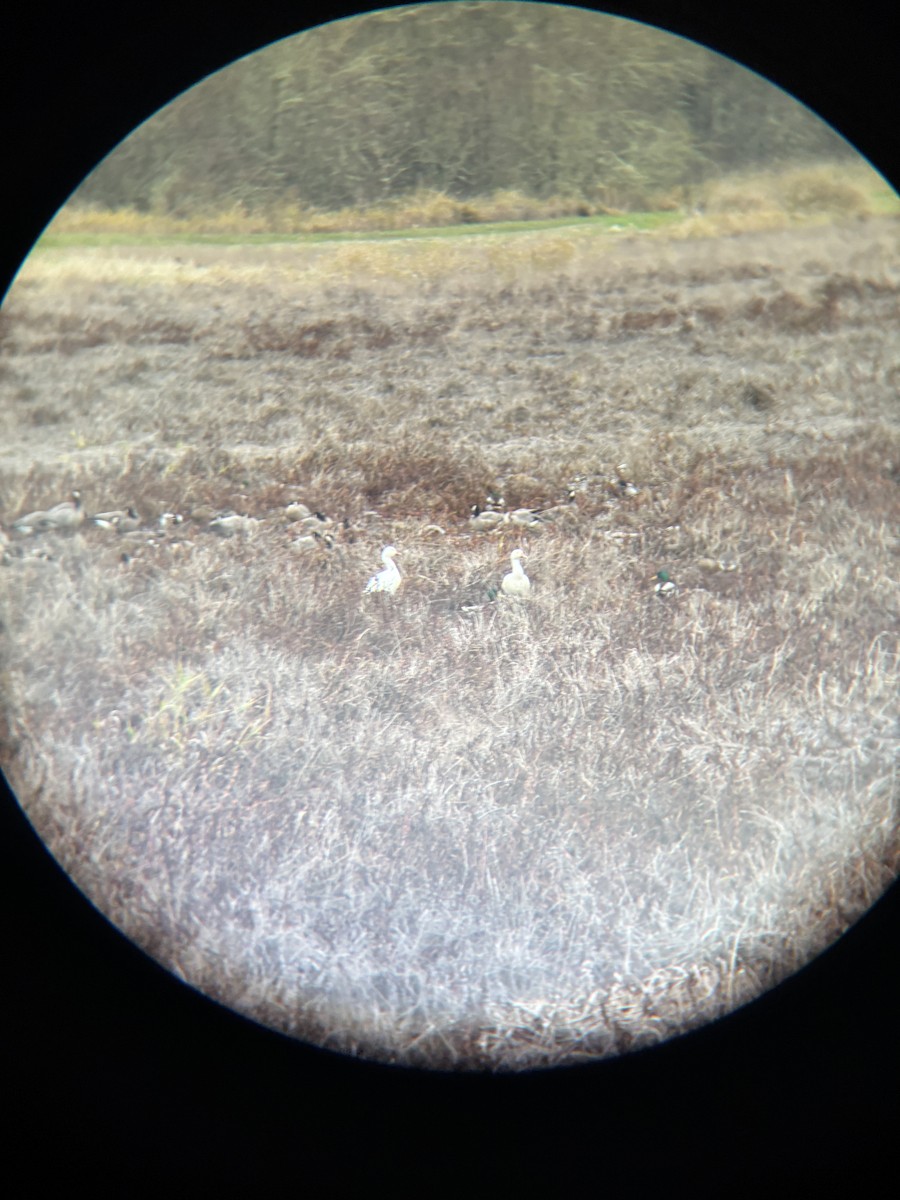 Snow Goose - ML646422597