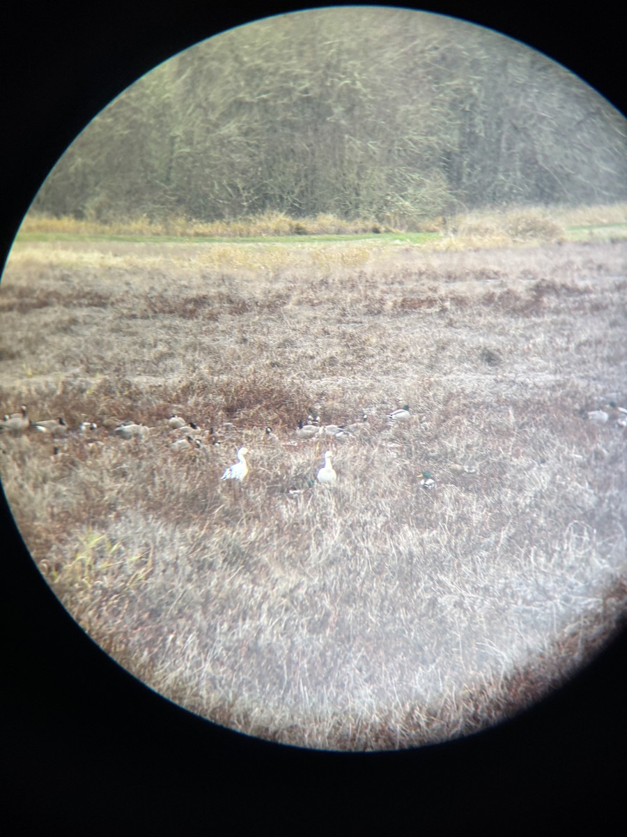 Snow Goose - ML646422598