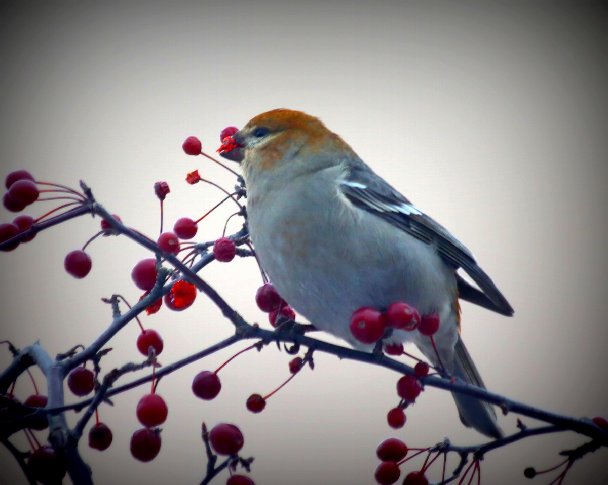 Pine Grosbeak - ML646422600