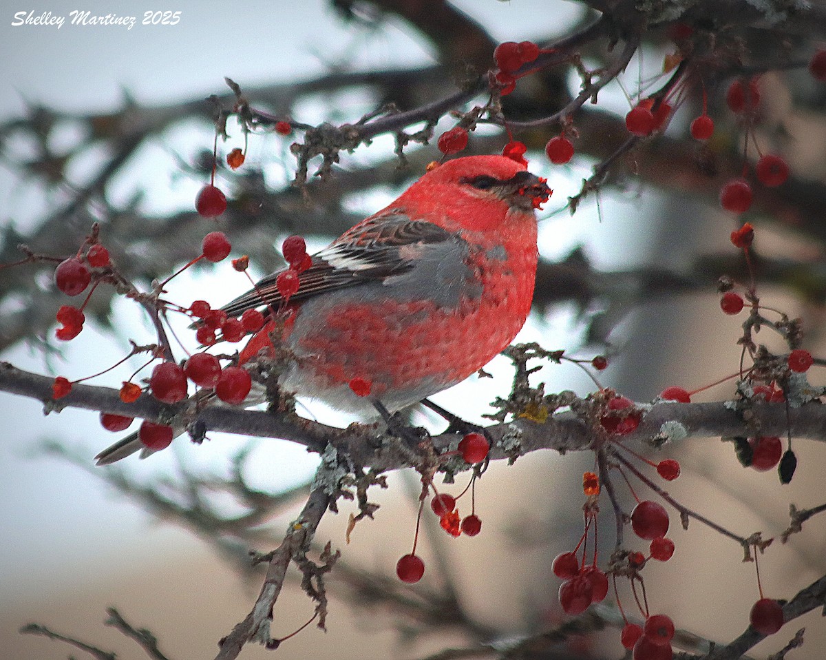 Pine Grosbeak - ML646422602