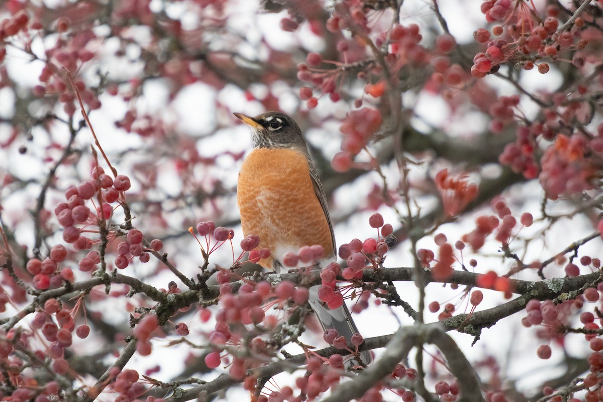 American Robin - ML646422603