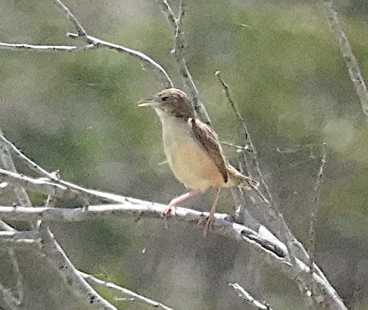 Zitting Cisticola - ML646422608