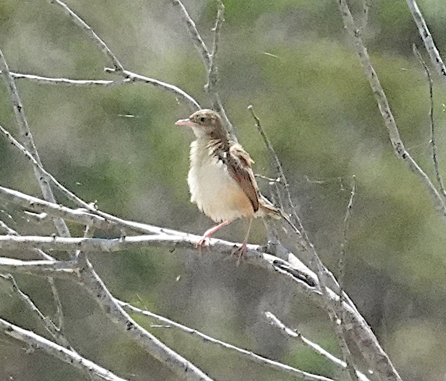 Zitting Cisticola - ML646422609