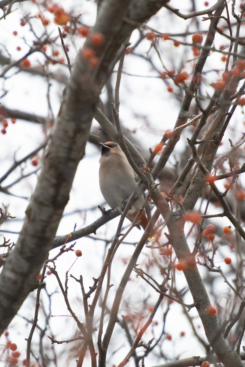 Bohemian Waxwing - ML646422610