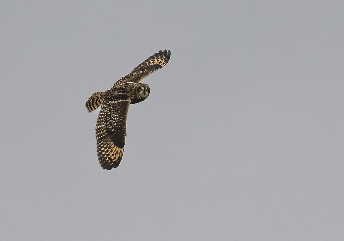 Short-eared Owl - ML646422611
