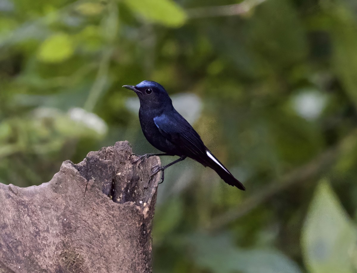 White-tailed Robin - ML646422613