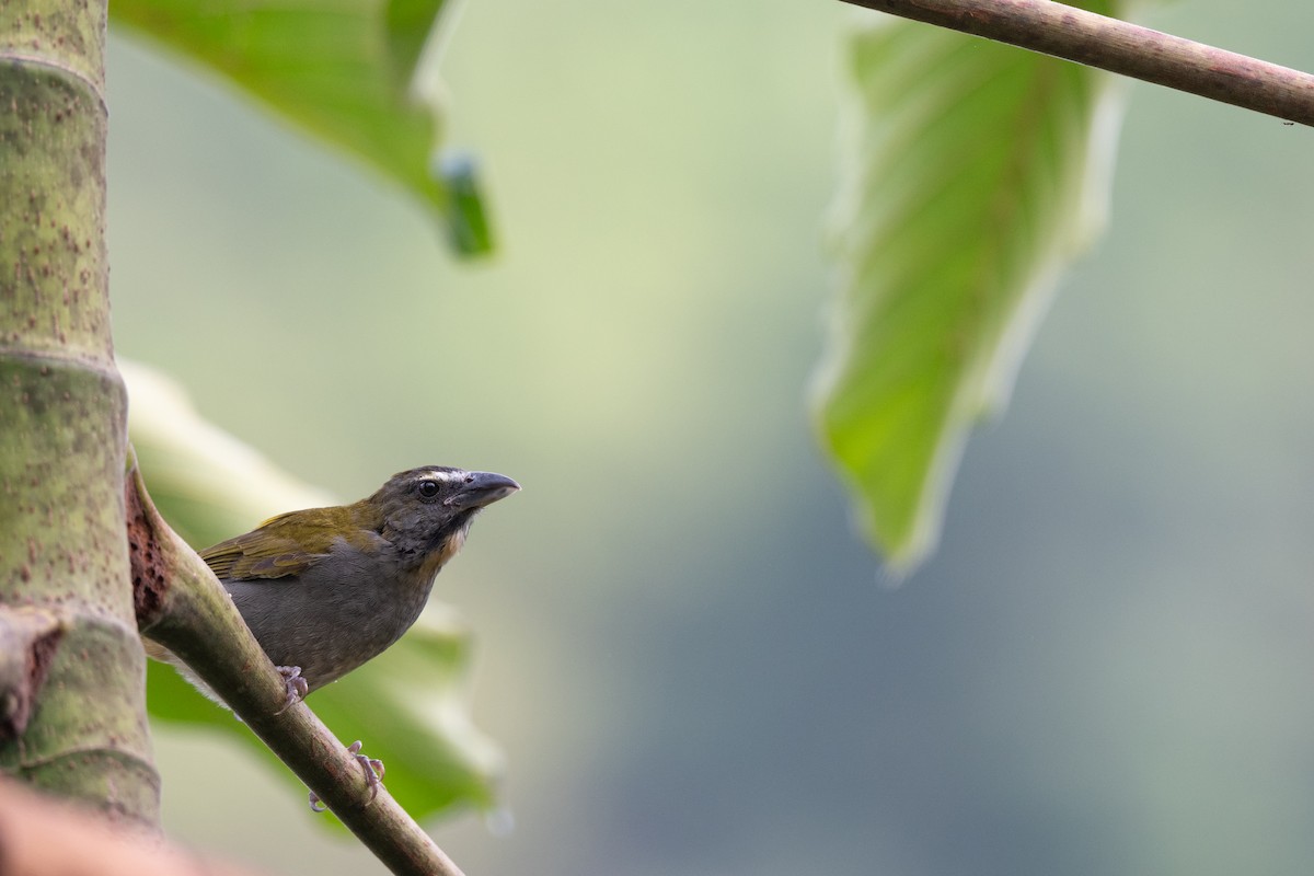 Buntkehlsaltator - ML646422617