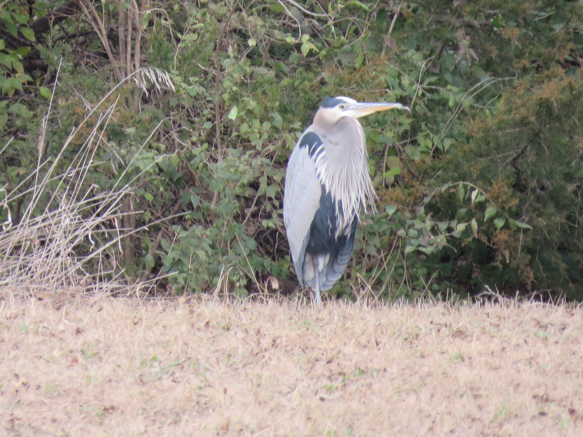 オオアオサギ（herodias グループ） - ML646422618