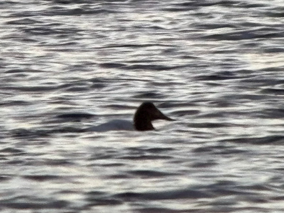 Canvasback - ML646422620