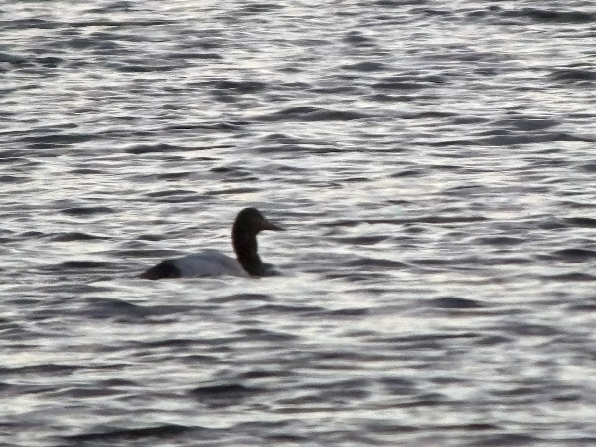 Canvasback - ML646422621