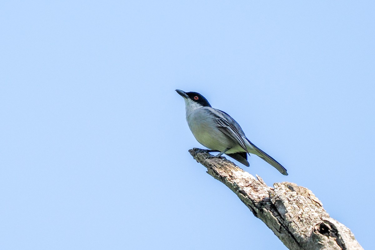 Northern Puffback - ML646422622