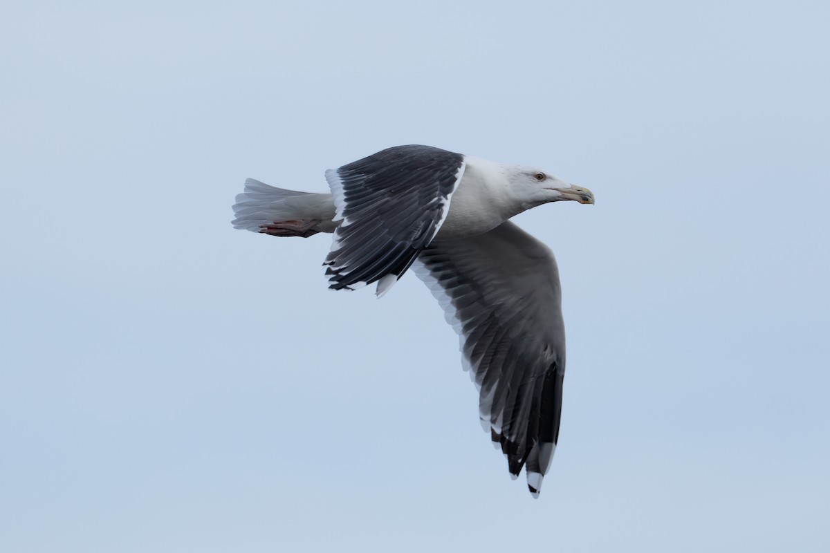 Great Black-backed Gull - ML646422623