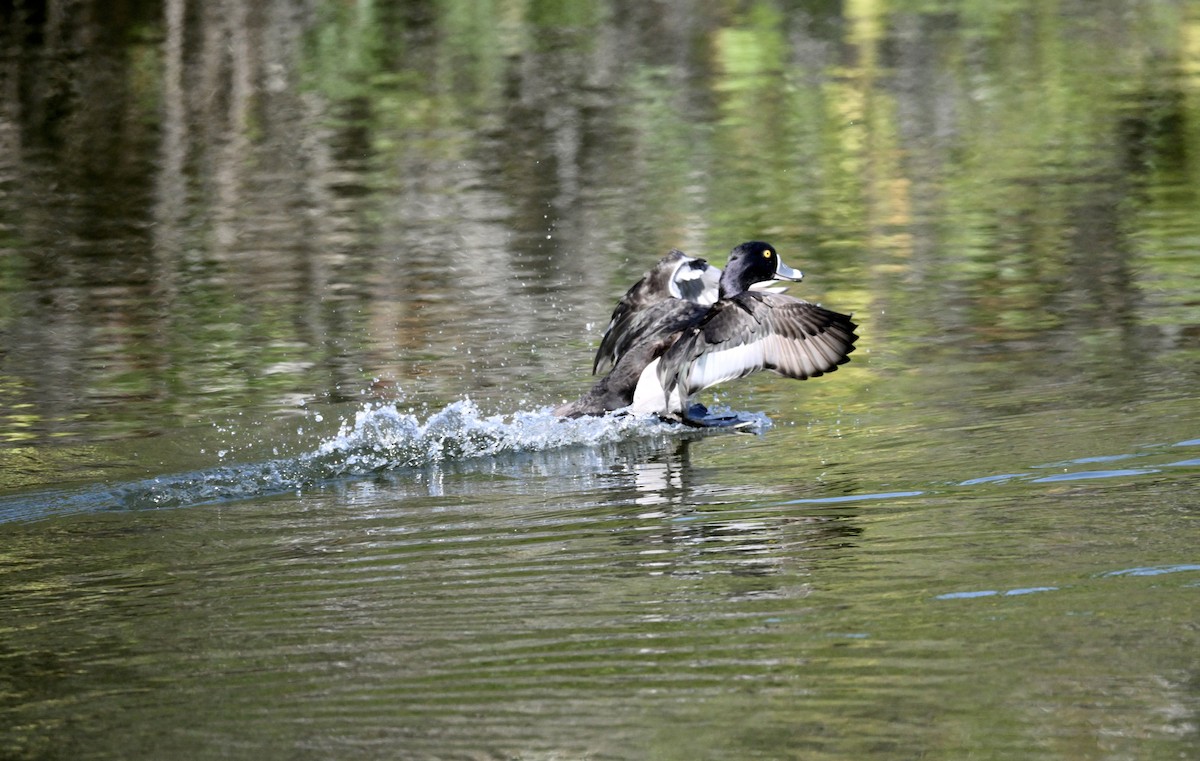 クビワキンクロ - ML646422624