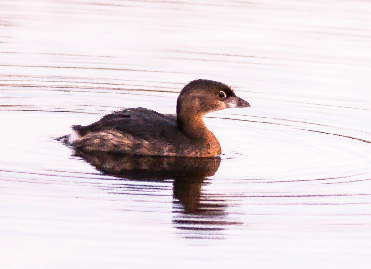 Pied-billed Grebe - ML646422626