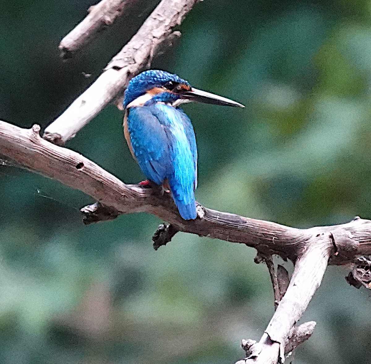 ledňáček říční - ML646422627