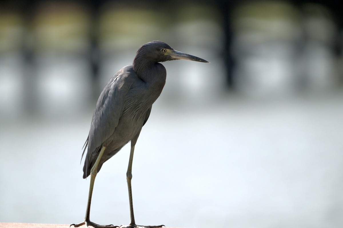 ヒメアカクロサギ - ML646422631