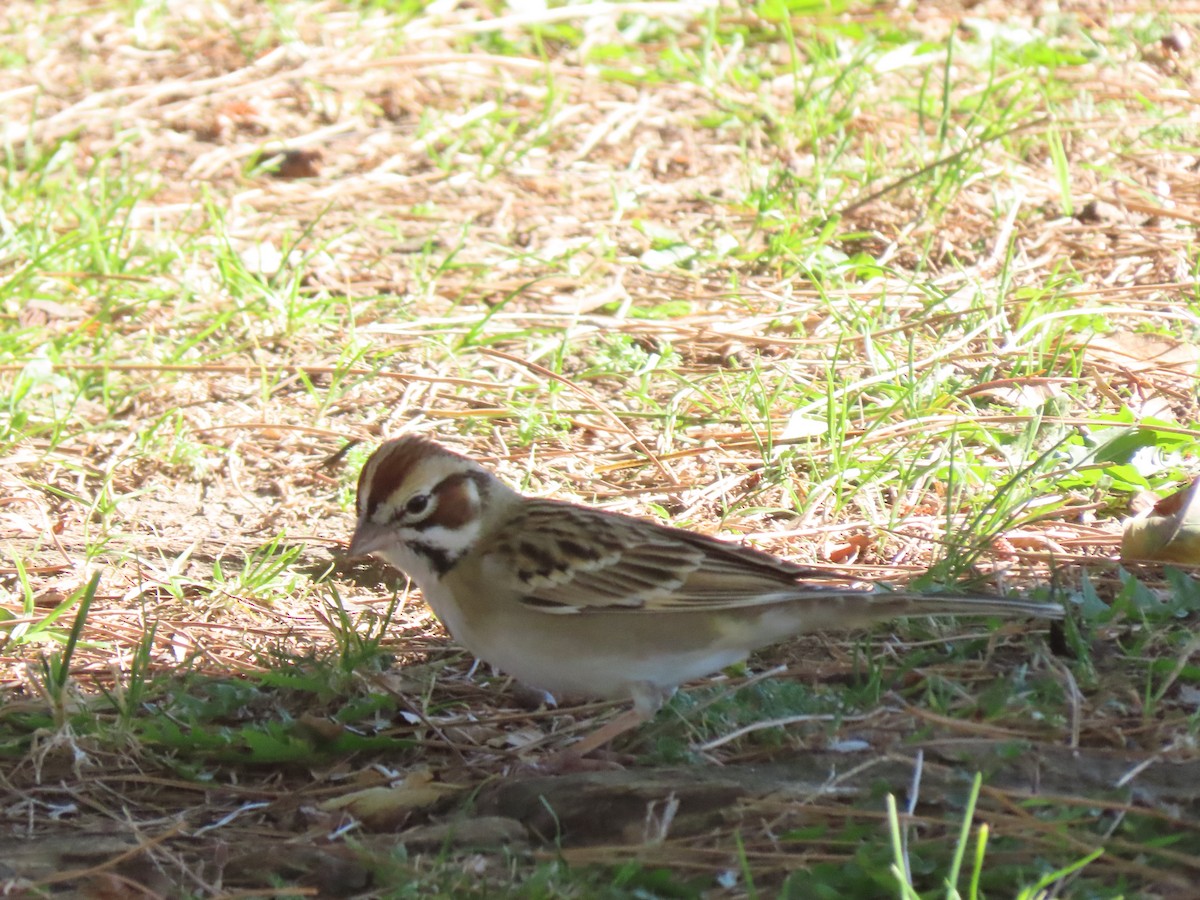 ヒバリヒメドリ - ML646422632