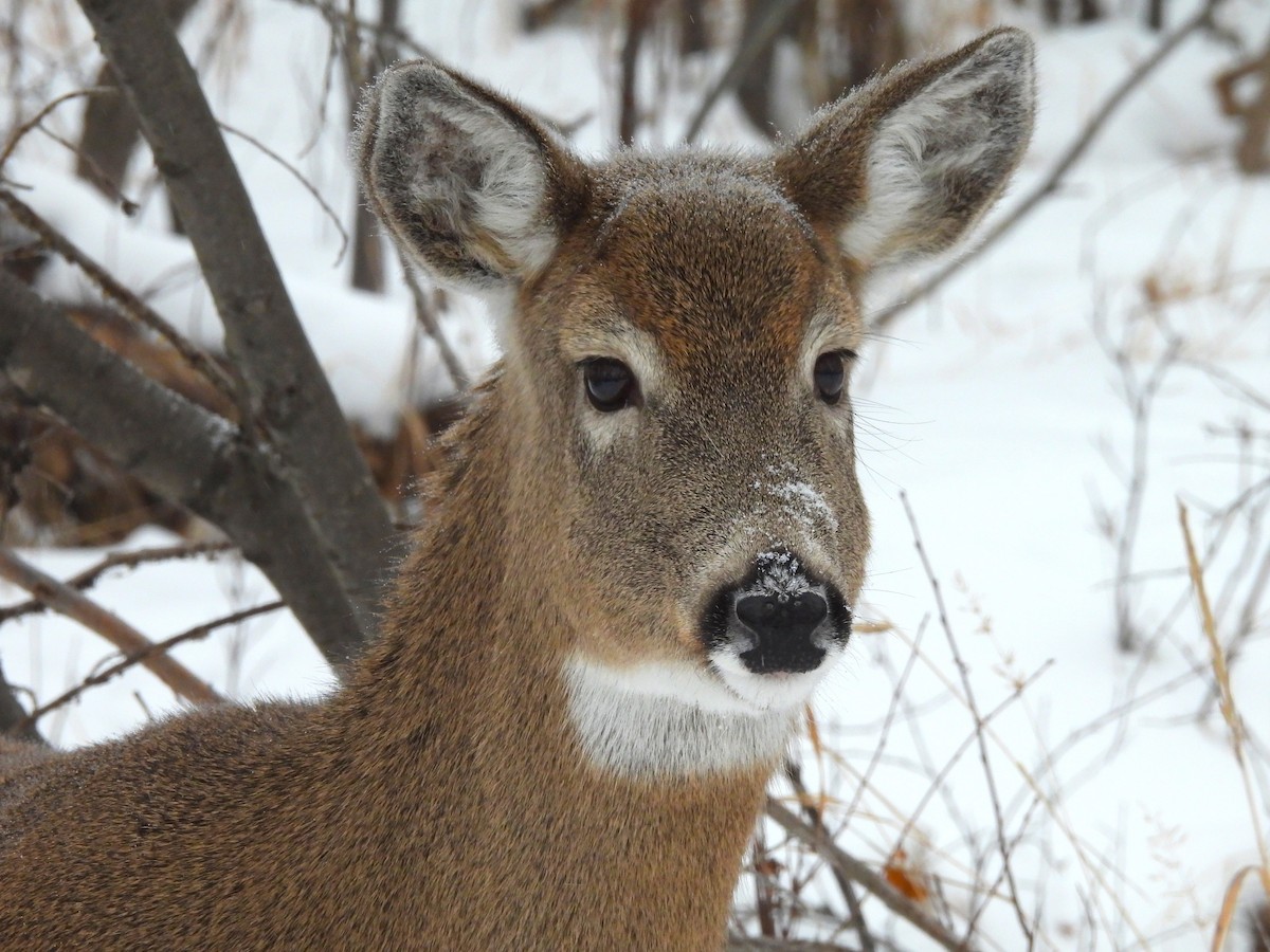 Animals - ML646422633