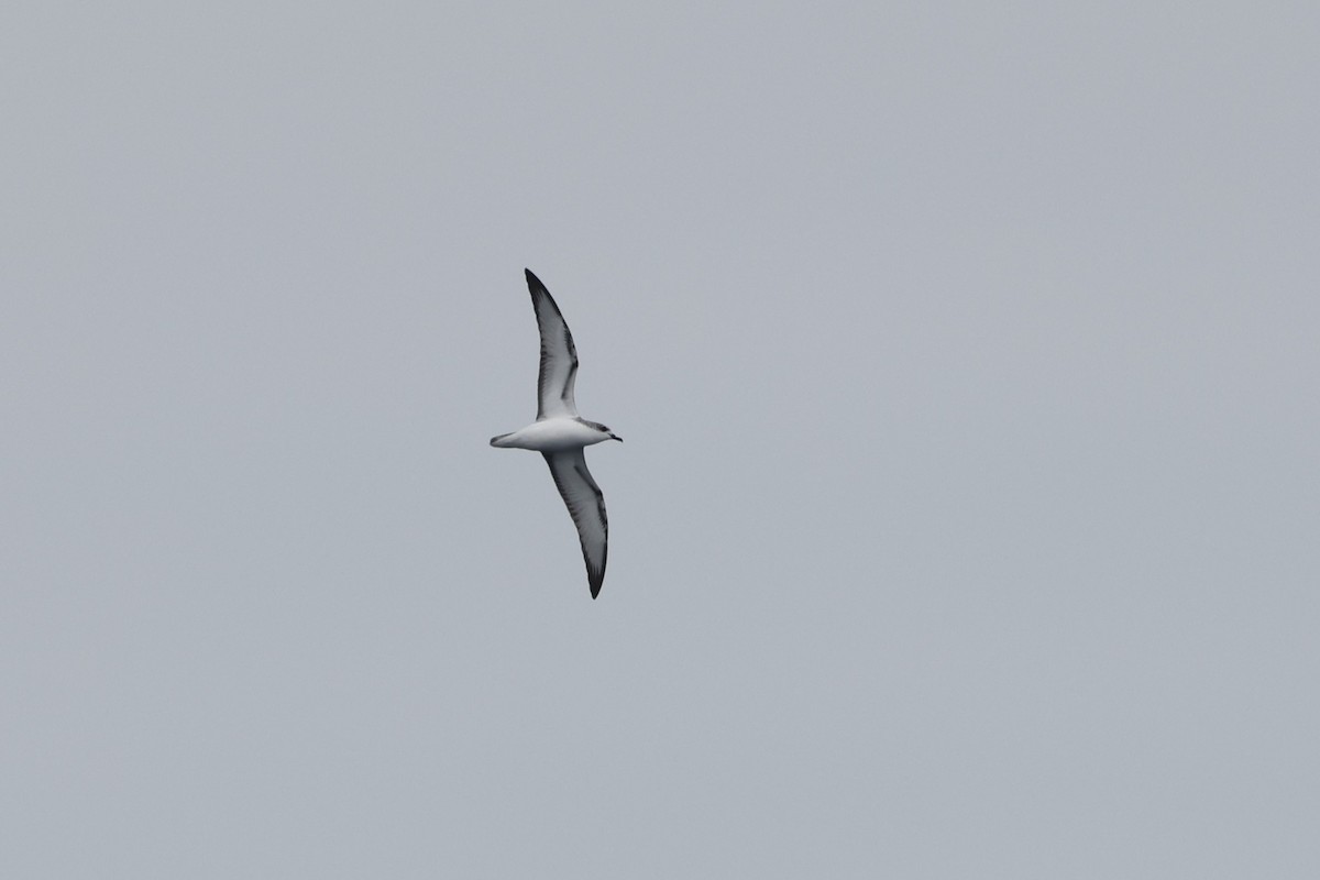 Cook's Petrel - ML646422636