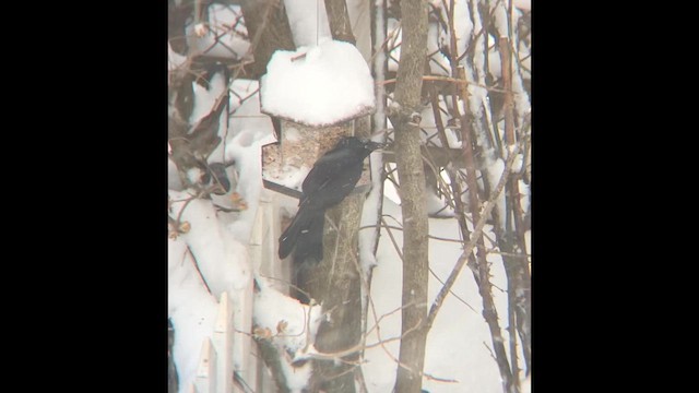 Common Grackle - ML646422637