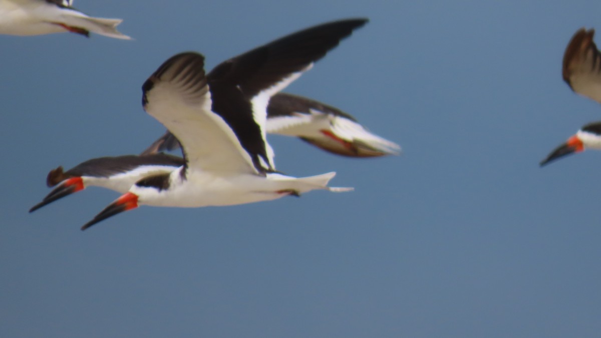 Black Skimmer - ML646422642