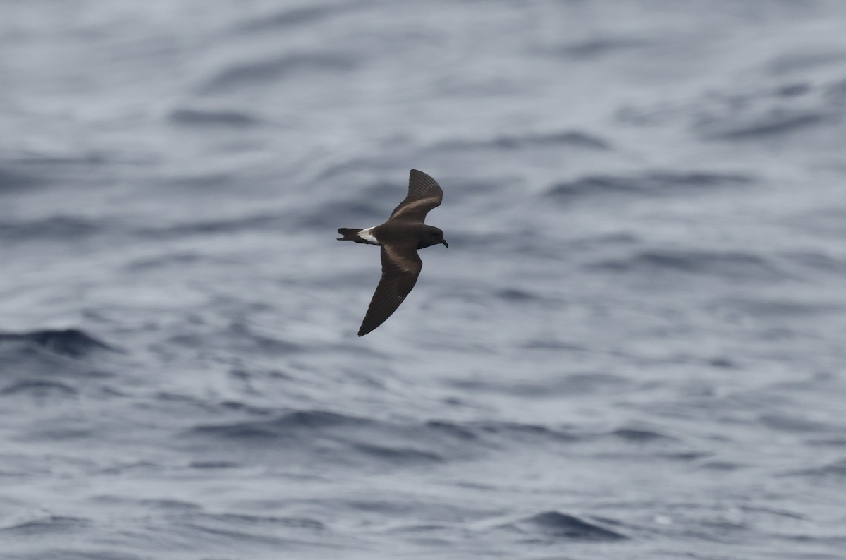 白腰叉尾海燕(leucorhoa) - ML646422643