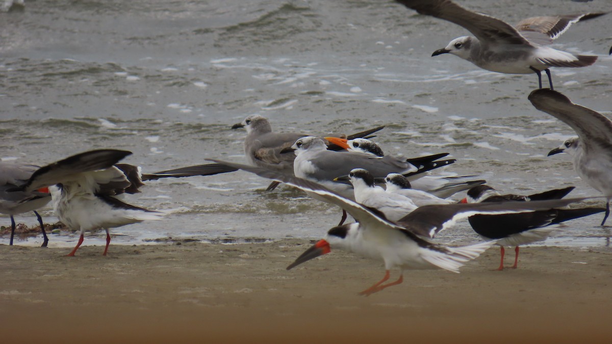 Black Skimmer - ML646422644